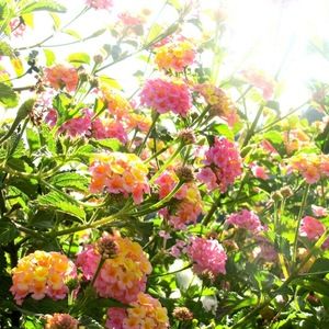 Meet your Posher, Cassandra